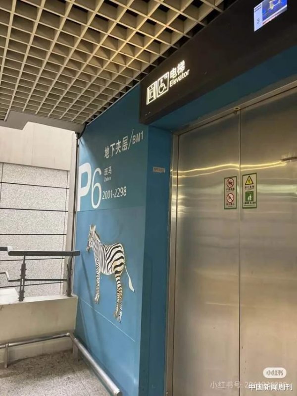 第一证券 虹桥机场为什么会出现斑马、骆驼和长颈鹿?