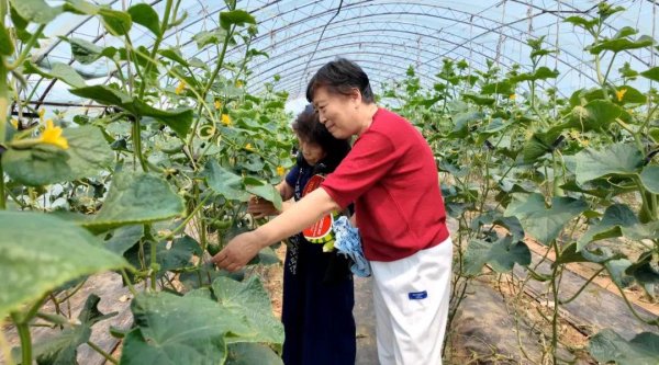 达道宝 果蔬飘香采摘忙 农旅融合促振兴