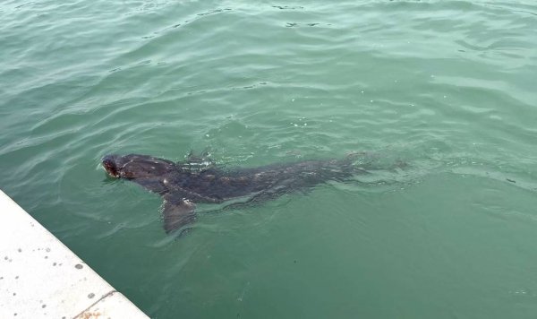 优配利 长江鲟归来！背后是两代人守护三十载的传承